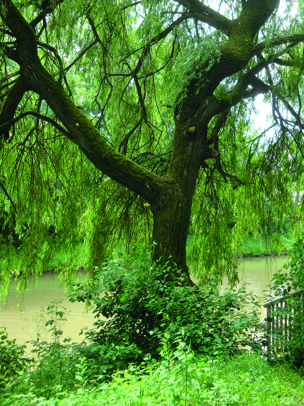 Der Lebensraum Weinstadt: Erde – Wasser – Luft, Fotografie für Jugendliche und Erwachsene